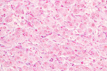 Obraz premium Anatomy and Histological Ovary, Testis and Sperm human cells under microscope. 