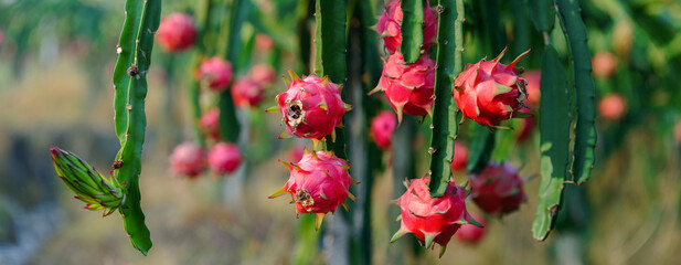 nature dragon fruit orchard outdoor