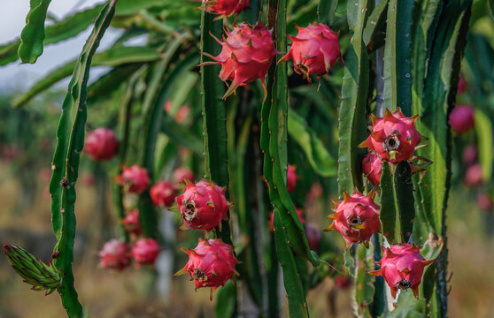 nature dragon fruit orchard outdoor