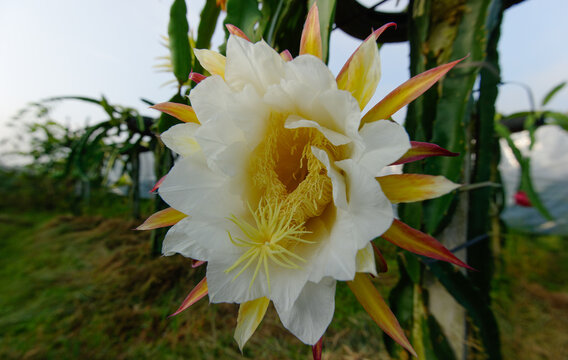 the close up of a Fire dragon orchards blossom
