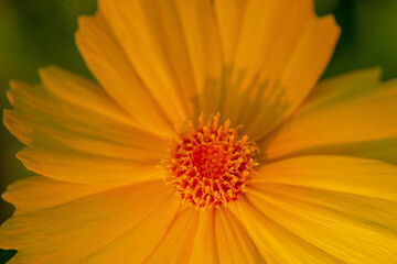 Macro photo of a yellow flower in bright sunlight. Close-up flower.