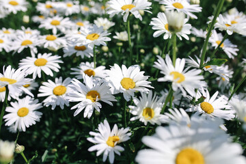 .Flowers and vegetation.