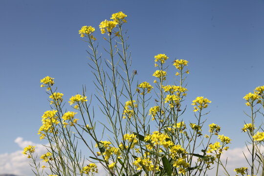 West blue flowers bloom in autumn