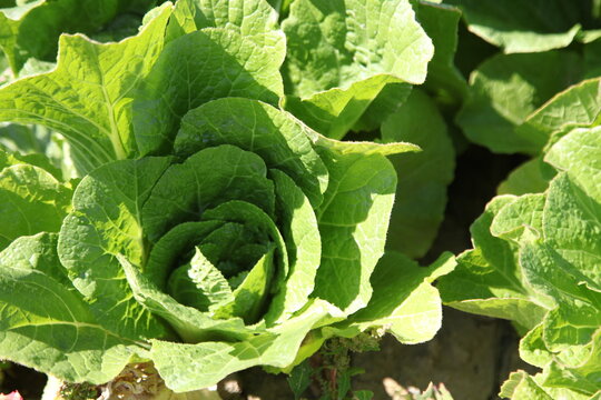 Xinjiang hami nature field cabbage