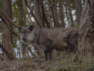 カモシカ