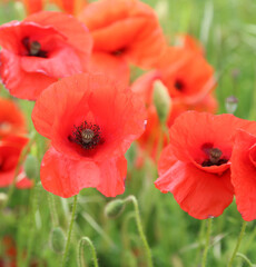 Close up image of Poppies Derbyshire, England
