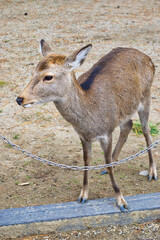 奈良 東大寺の鹿 
Deer in Todaiji Temple in Nara,Japan