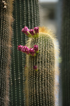 cactus thorns features growth succulen