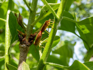 Close-up shot of a couple of the common green shieldbugs (palomena prasina) on a stem of a green plant