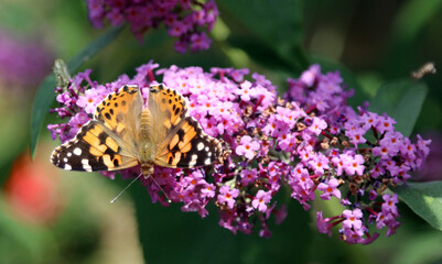 Red Admiral butterfly on buddleia, Derbyshire, England
