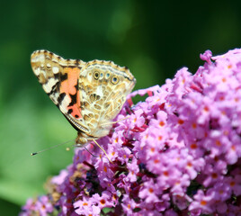 View of the underside of the wings of a Red Admiral butterfly 
