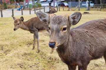 奈良 東大寺の鹿 
Deer in Todaiji Temple in Nara,Japan