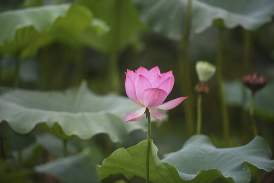 pink lotus with lotus seeds