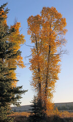 Tree with Fall colours, Wyoming
