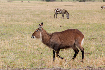Naklejka na ściany i meble animal posing with a black and white zebra in the background in the serengeti