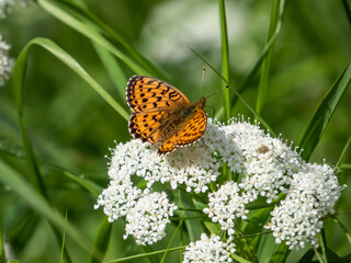 The High Brown Fritillary (Argynnis adippe) resting on a white flower. Its upper wings are orange with black markings, the undersides are duller with white and brown markings