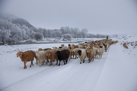 Snow song and sheep in Tala Mongolian Autonomous Prefecture Xinjiang