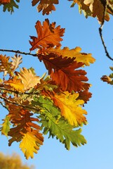 Oak leaves in the Autumn sunlight
