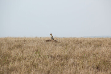 Obraz na płótnie Canvas Lone cheetah looking at the horizon on a hilltop in the serengeti