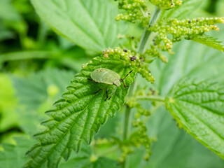 Close-up of the common green shieldbug (palomena prasina) in the fifth developmental stage (5th instar) bright green on a leaf - obrazy, fototapety, plakaty