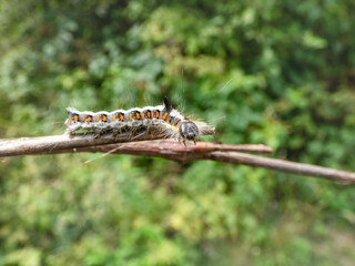 Macro shot of the caterpillar of the grey dagger (Acronicta psi) on a branch outdoors in sunlight. Larva is quite hairy, greyish, with red spots along the sides, it has a distinctive horn