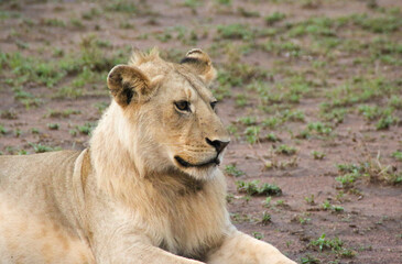 lion resting in the serengeti, the african savanna between kenya and tanzania