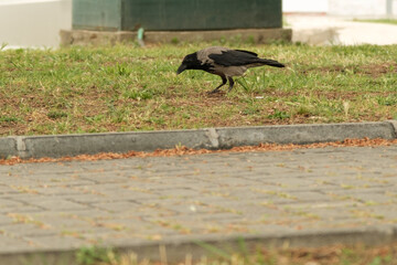 Close up shot of a crow on grass