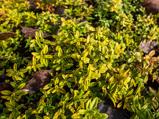 Macro of yellow and green leaves of the Dwarf lemon-scented thyme (Thymus x citriodorus) 'Golden Draft' - evergreen, mat forming plant in the garden in spring