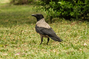 Close up shot of a crow on grass