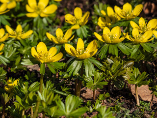 Macro of a group of the Winter aconite (Eranthis hyemalis) flowers in full bloom with fully open petals in early spring in sunlight. One of the earliest flowers in the garden