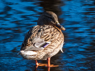 Close-up of adult female mallard or wild duck (Anas platyrhynchos) with predominantly mottled plumage with each feather showing sharp contrast from buff to very dark brown standing