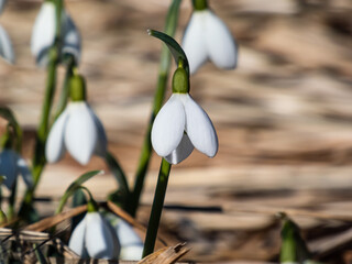 Close-up of the snowdrops (Galanthus imperati) 'Ginn's Form' with long, elegant flowers and a strong scent with dry grass background in sunlight