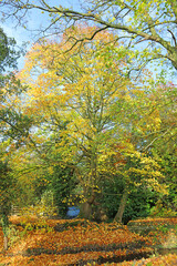 Naklejka premium Sycamore trees in Autumn colours 