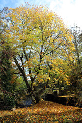 Fototapeta premium Tree and bridge in Rowsley Derbyshire in Autumn 