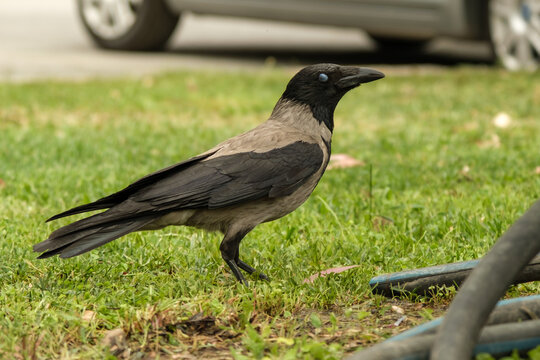 Close up shot of a crow on grass