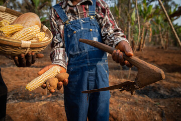 Close-up of the hands of two farmers holding a basket with the harvest, potatoes, a pumpkin, corn and a hoe, focus on the hoe - obrazy, fototapety, plakaty