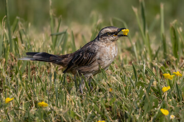 A bird eating small flowers in a meadow