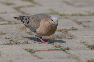 A small dove wandering around on the ground looking for food