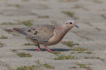 A small dove wandering around on the ground looking for food