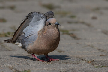 Fototapeta premium A small dove wandering around on the ground looking for food