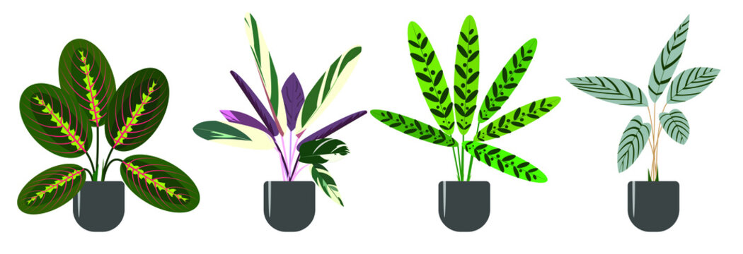 Set of decorative and deciduous houseplants of the genus Marantaceae. Maranta, stromanta, ctenanthe, calathea. Trend vector illustration isolated on white background