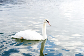 Swimming swan on the Yamanaka lake in the morning.