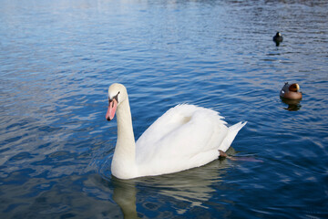 Fototapeta premium Beautiful swan at Yamanaka lake in the morning.