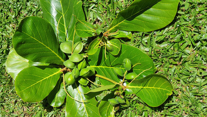 Tropical almond fruits (Terminalia catappa) on green background.
