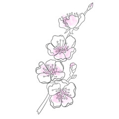 Linear illustration of flowers with a watercolor stain in a minimalist style.