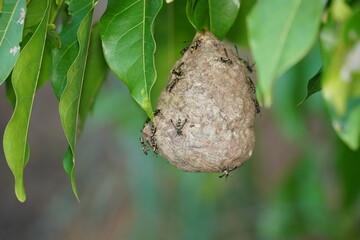 Social wasps nest, Vespidae family. Amazon rainforest near the village Solim&otilde;es, Par&aacute; state, Brazil.