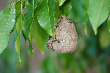 Social wasps nest, Vespidae family. The nest was constructed on a leaf. Amazon rainforest near the village Solimões, Pará state, Brazil