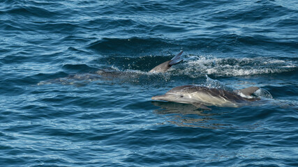 Naklejka premium Long-beaked common dolphin (Delphinus capensis) off the coast of Baja California, Mexico.