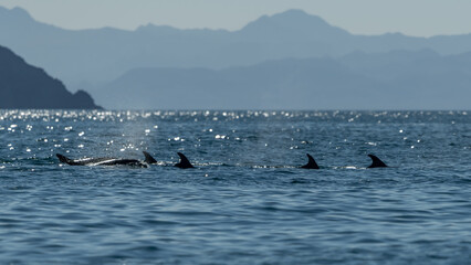 Fototapeta premium A pod of Bottlenose Dolphins (Tursiops truncatus) off the coast of Baja California, Mexico.