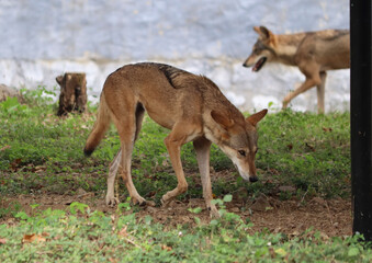 foxes (Jackal animal) stand. In the dim background